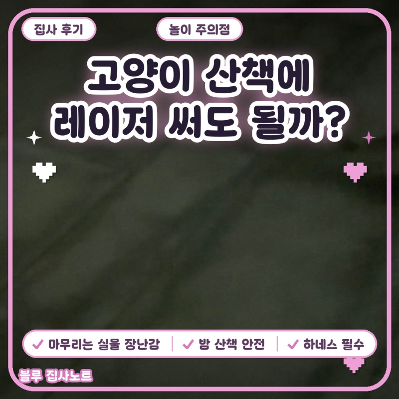 고양이 산책 레이저 놀이 괜찮을까? 드라이브와 실내 놀이까지 집사 후기
