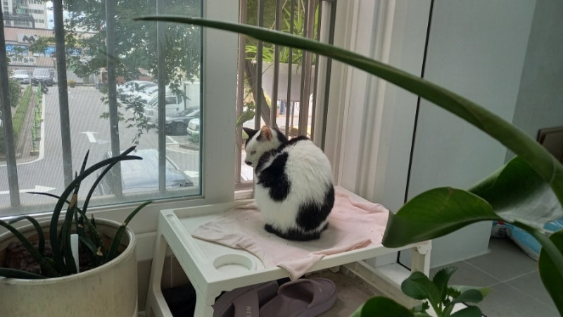 신부전증 고양이 소변량, 오줌량 관찰
