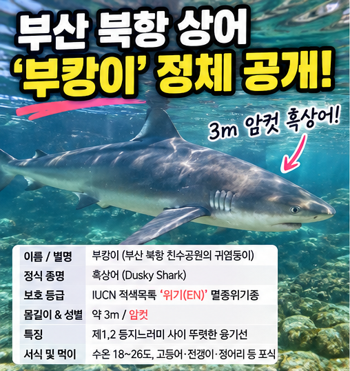 부산 북항 상어 ‘부캉이’ 정체 발표! 3m 암컷 흑상어 실물 직관 위치·실시간 현황 사이트·....
