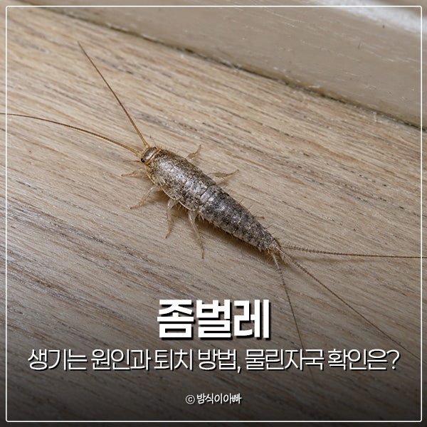좀벌레 생기는 원인과 퇴치 방법, 물린자국 확인은?