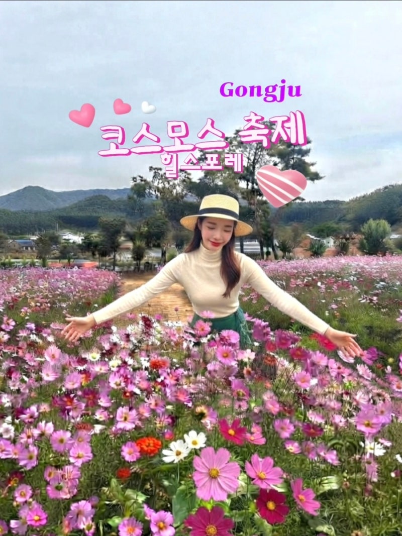 충남 공주 10월 가을 여행지 가볼만한곳 힐스포레 코스모스 축제 나들이