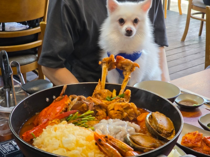 강화도 애견동반 식당 강화할매해도리탕 강화도여행