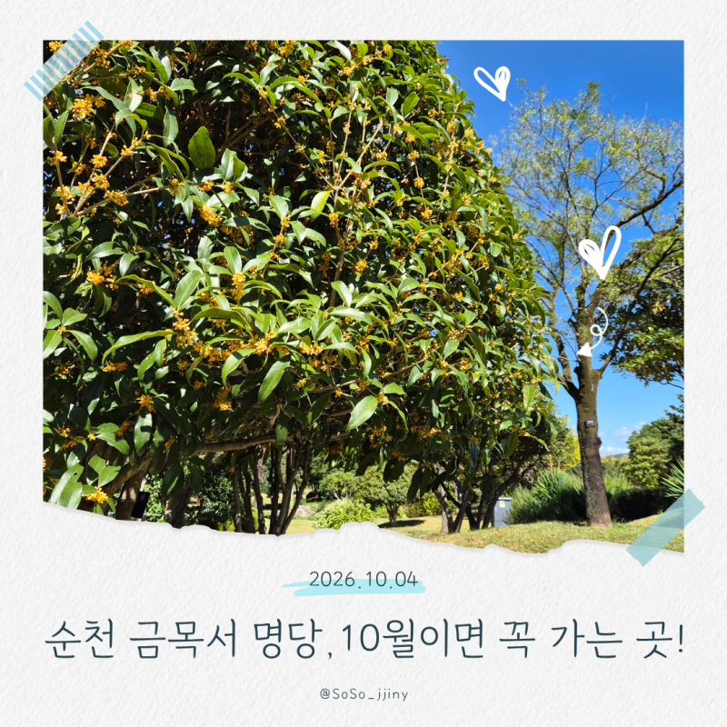 순천 금목서 명당 추천! 10월 순천만국가정원 서문 금목서 만개 후기