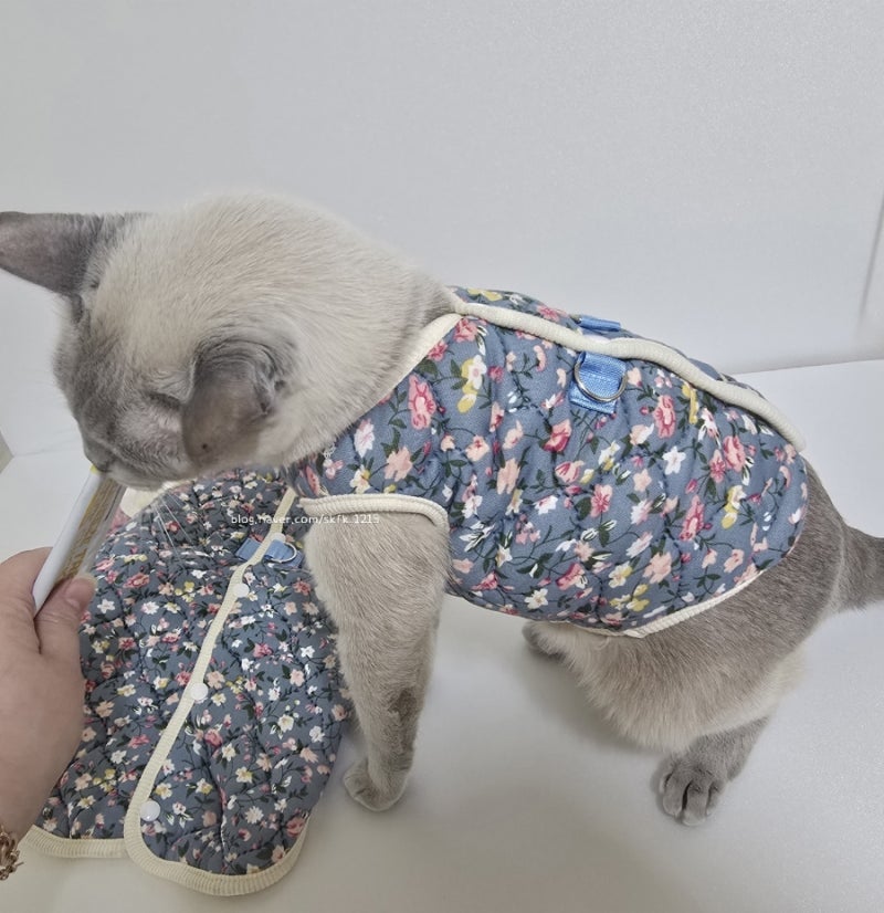 반려동물 겨울옷 추천 고양이 강아지 김장조끼 1+1