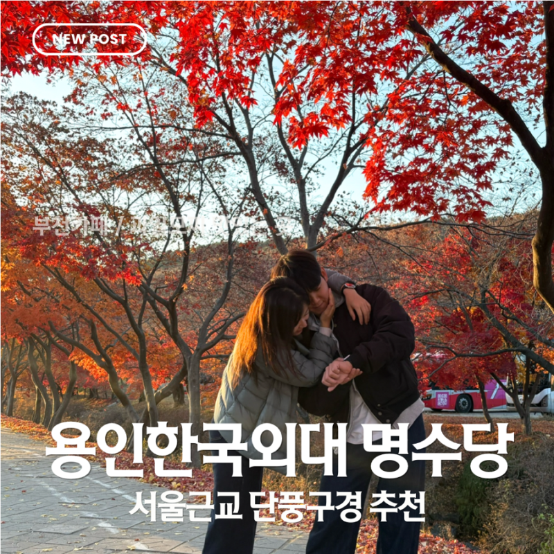 서울근교 단풍구경 용인 한국외대 명수당,11월 중순에 가보니 실제 풍경은?
