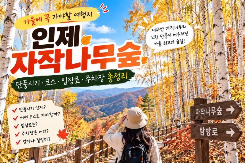 인제 자작나무숲 단풍시기 2026｜10월 절정은 언제? 코스·주차장·입장료 총정리