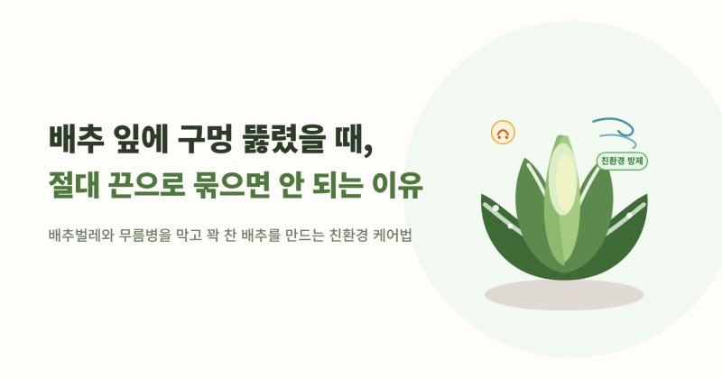 배추 잎에 구멍이 숭숭 뚫렸을 때, 절대 끈으로 묶으면 안 되는 이유
