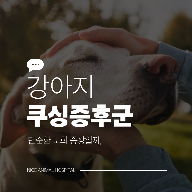 부산 강아지동물병원, 쿠싱증후군 단순 노화 증상일까?