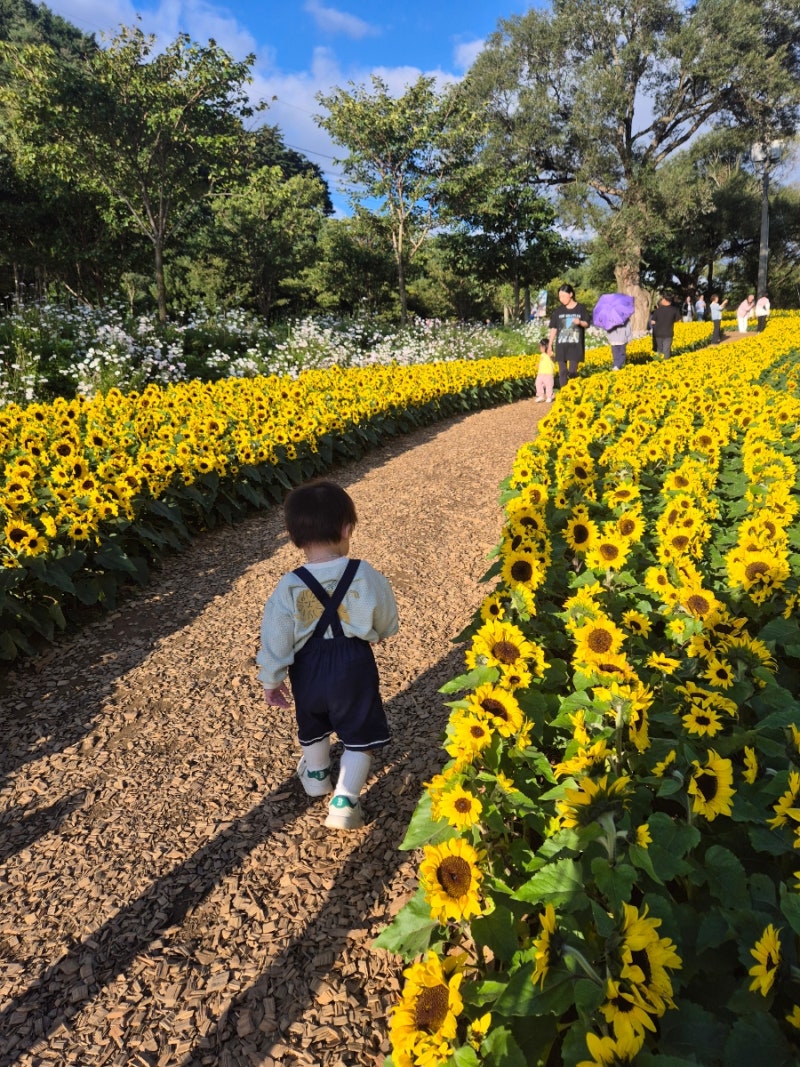 인제 가을꽃축제 아기랑 다녀온 후기｜2026 인제 가을여행 아이와 가볼만한곳