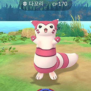 포고 다꼬리 이로치