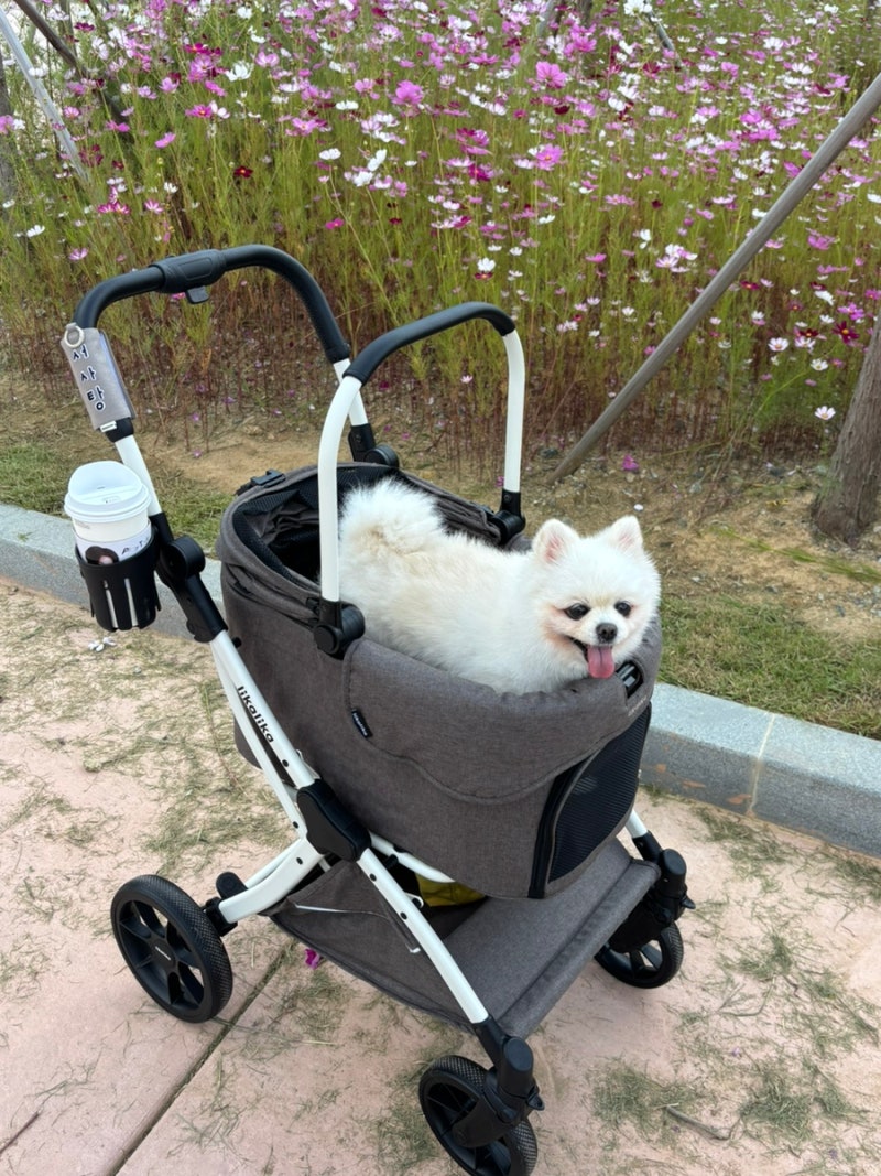 강아지 유모차 추천 _ 리카리카 듀오컴팩트 일체분리형 솔직후기