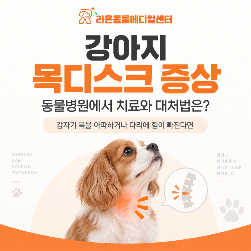 구미 동물병원 강아지 목디스크 증상, 동물병원에서 치료와 대처법은 어떻게?