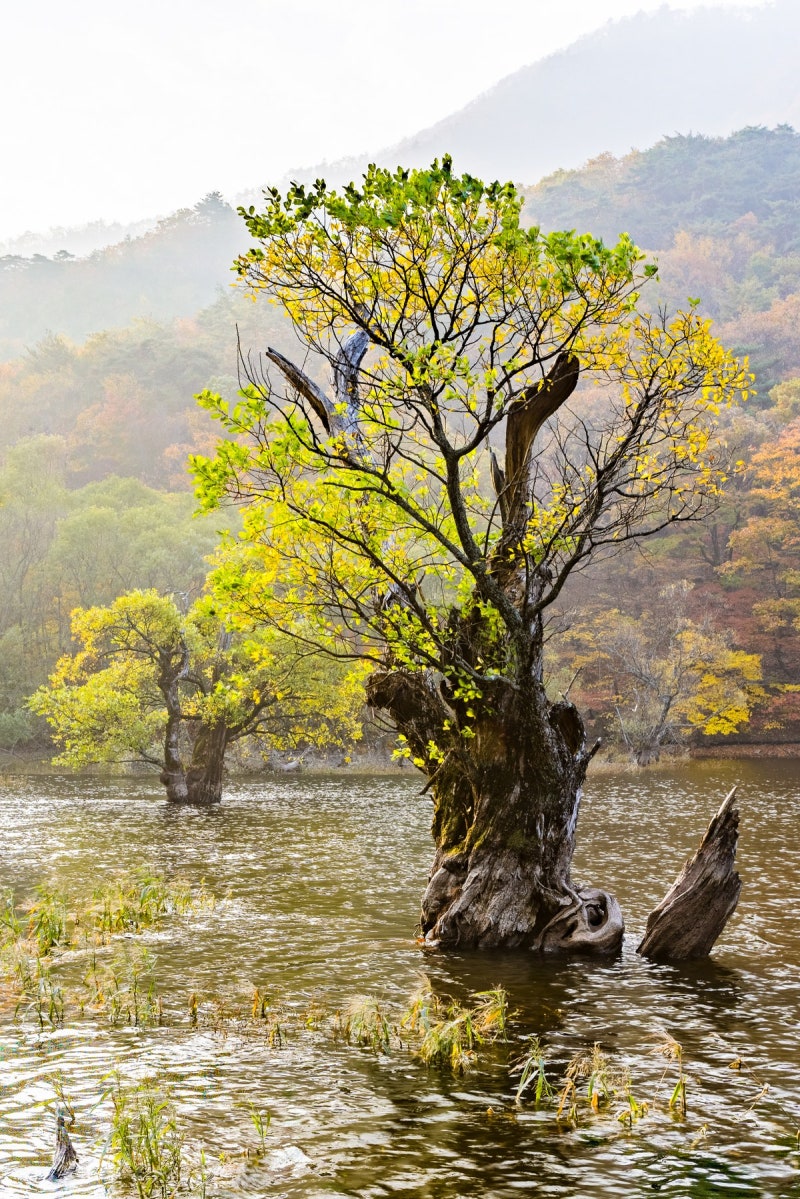 청송 주왕산 주산지 물안개와 절골계곡, 11월 14일까지 탐방로 예약제와 아침 일출 동선