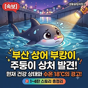 [속보] 부산 상어 부캉이 주둥이 상처 발견! '랜턴'이 원인? 수온 18도 한계 (1~4탄 총정리)