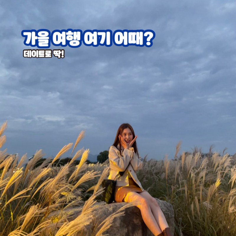"7일 놓치면 끝" 2026 하늘공원 서울억새축제 가기전 꿀팁 총정리