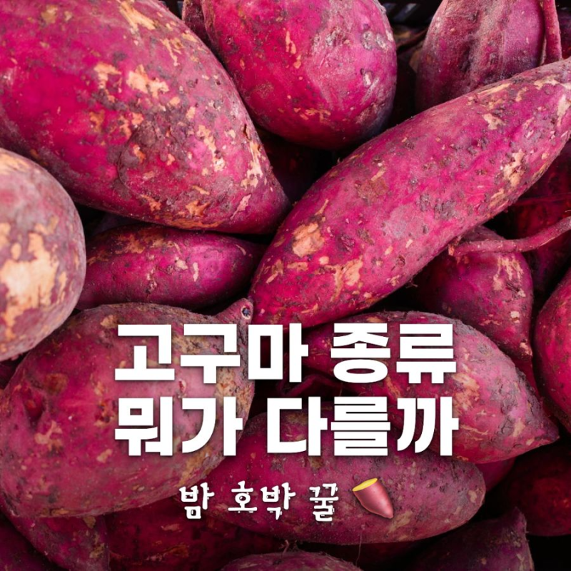 꿀고구마 호박고구마 밤고구마 차이 | 품종별 맛·고르는 법·보관법 정리