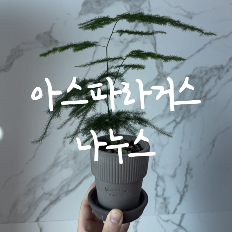 [아스파라거스 나누스] 아스파라거스 나누스 키우기ㅣ물주기부터 햇빛, 분갈이까지