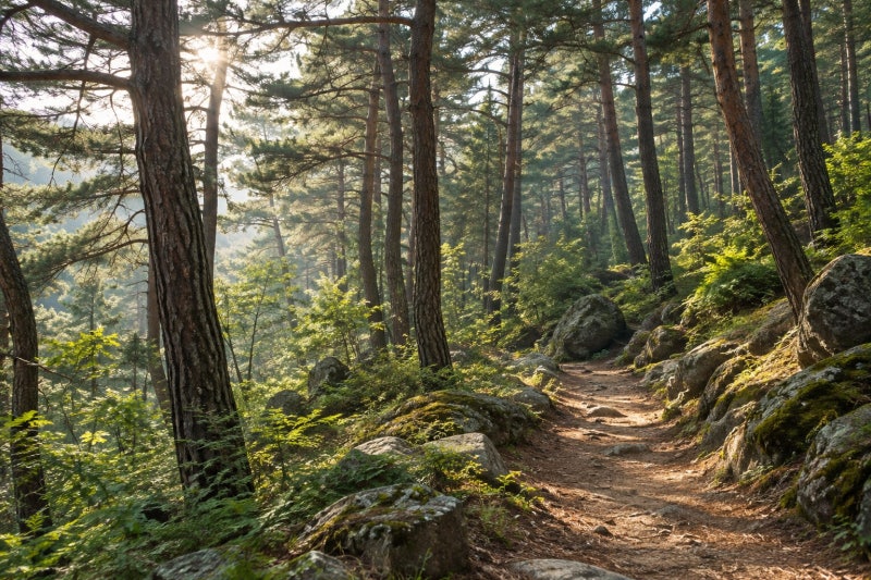 청태산 자연휴양림 숲속의집 종류와 청태산 자연휴양림 산책로, 요금과 휴무일