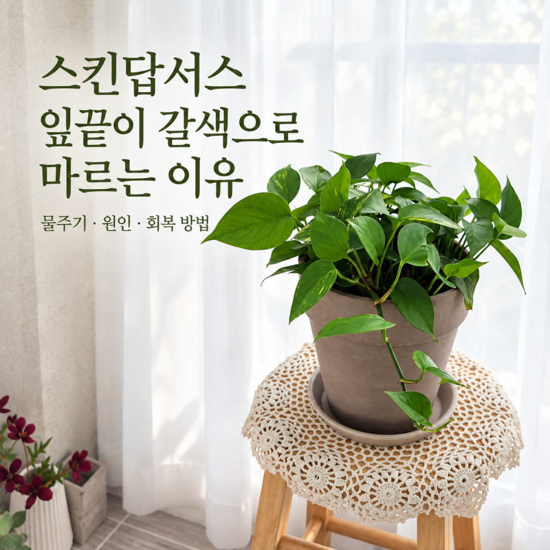 스킨답서스 잎끝이 갈색으로 마르는 이유｜물주기부터 회복 방법까지