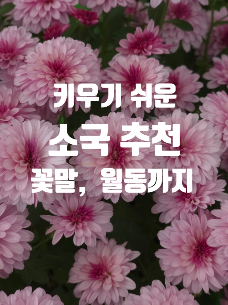 키우기 쉬운 가을 소국 추천! 꽃말부터 겨울 월동 준비까지 총정리