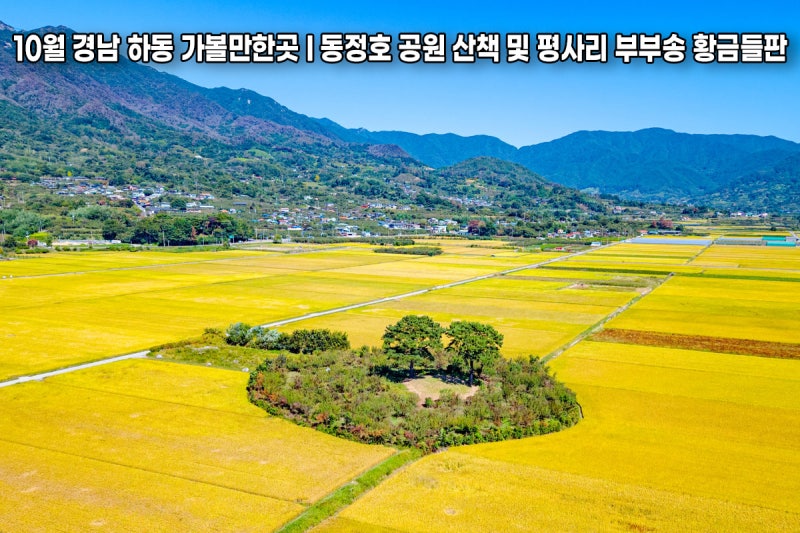 10월 경남 하동 가볼만한곳 I 동정호 공원 및 평사리 부부송 황금들판