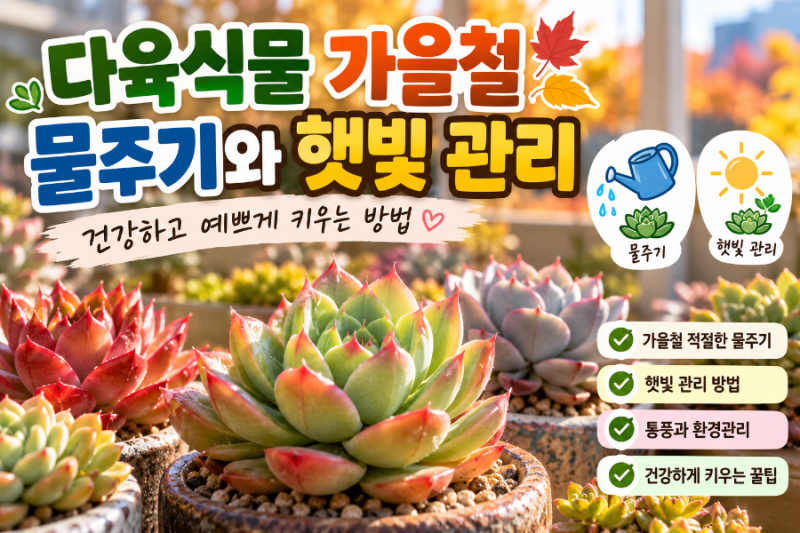 다육식물 가을철 물주기와 햇빛 관리