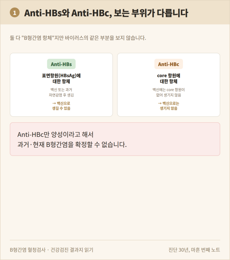 B형간염 항원·표면항체는 음성인데 Anti-HBc만 양성인 이유