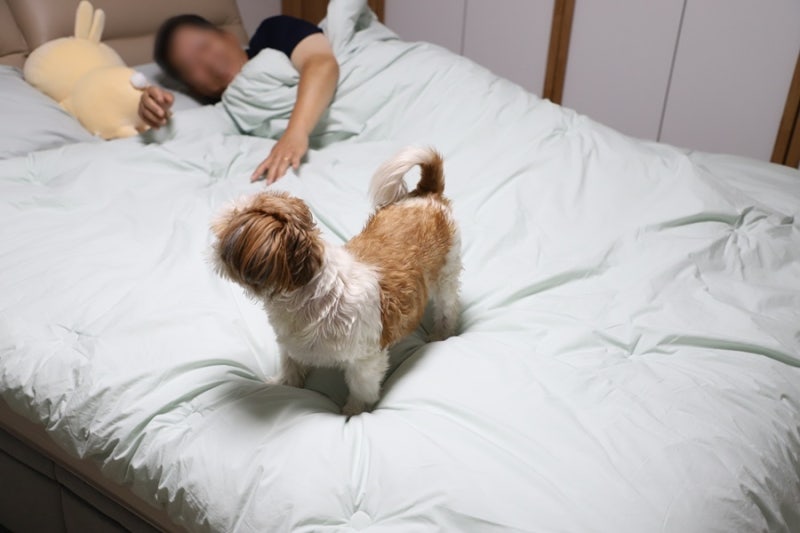 사계절차렵이불 추천, 고밀도 60수 순면이불로 포근한 플로라 토파즈