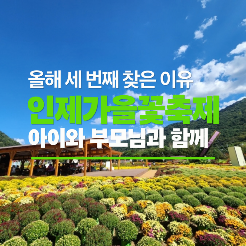 2026 인제가을꽃 축제/인제에서 꽃길만 걷자 /아이와 함께 가기 좋은 곳