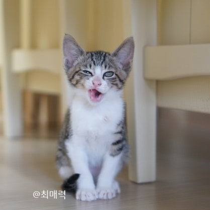냥줍했다면? 아기고양이 키우기 tip