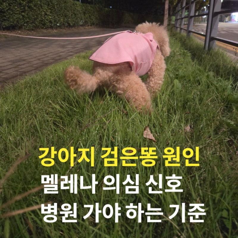강아지 검은똥 원인 멜레나 의심 신호와 병원 가야 하는 기준