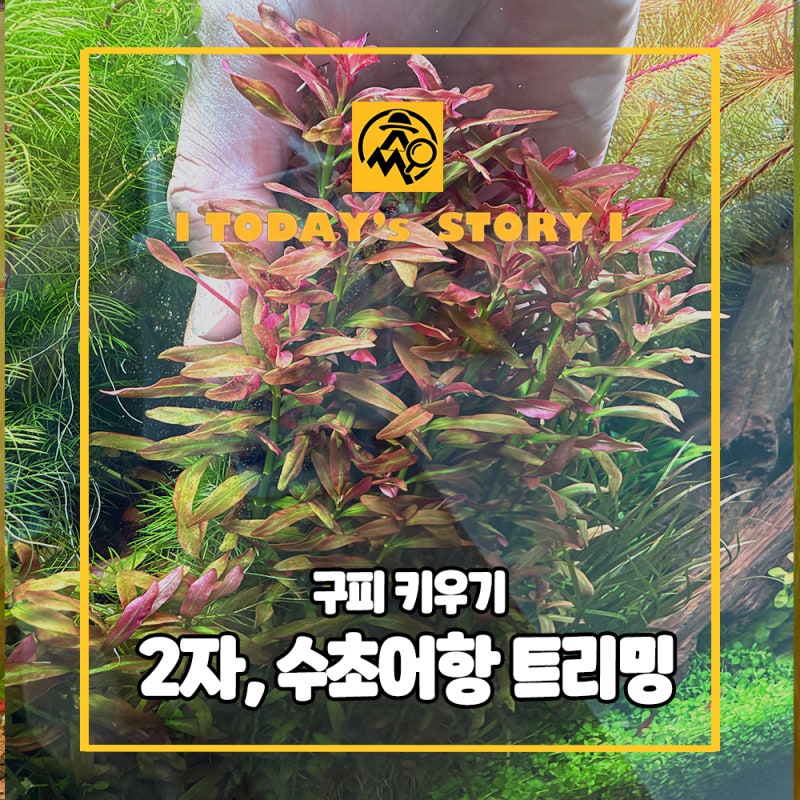 구피 키우기, 검은눈 풀레드 구피 2자 수초어항 트리밍!