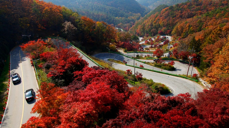 "황매산 억새가고 속리산 단풍온다는데"이거보러 3시간 달려!!