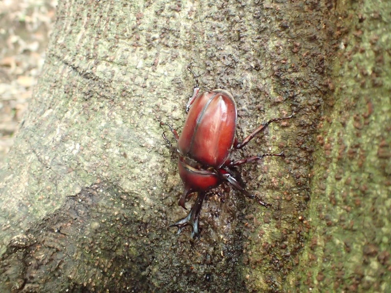 장수풍뎅이 (Japanese rhinoceros beetle) (66)