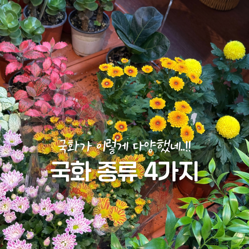 꽃집에 국화가 한가득! 가을 국화 종류 4가지 비교
