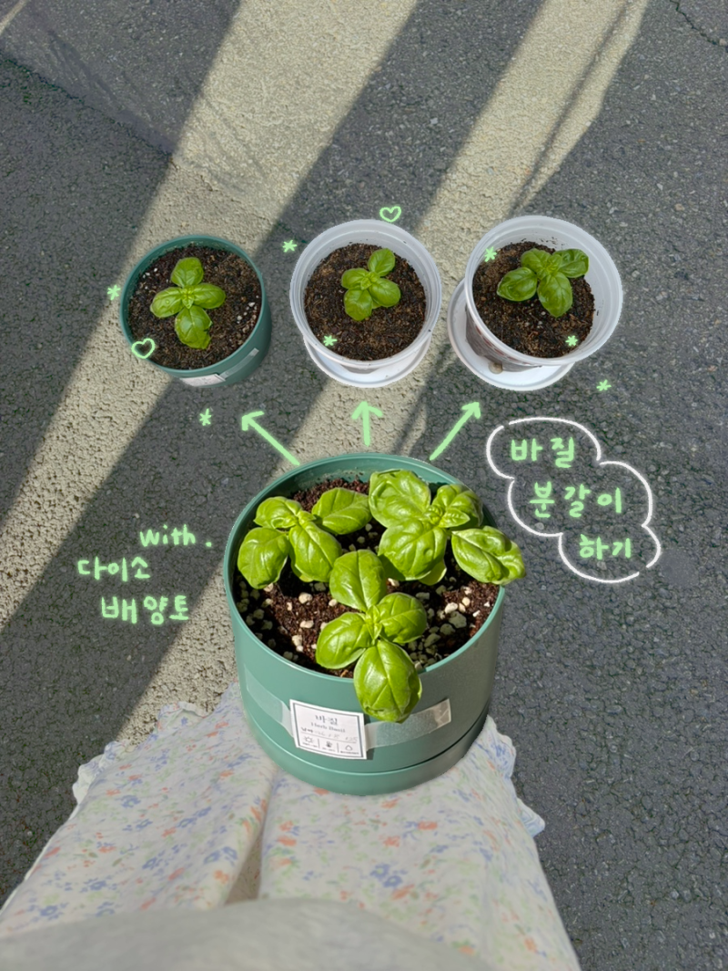 스위트 바질 분갈이 하기 다이소 배양토와 화분으로!