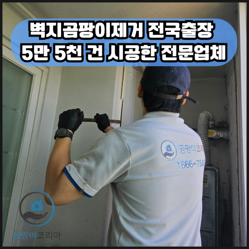 벽지곰팡이제거전국출장 5만5천건이상시공