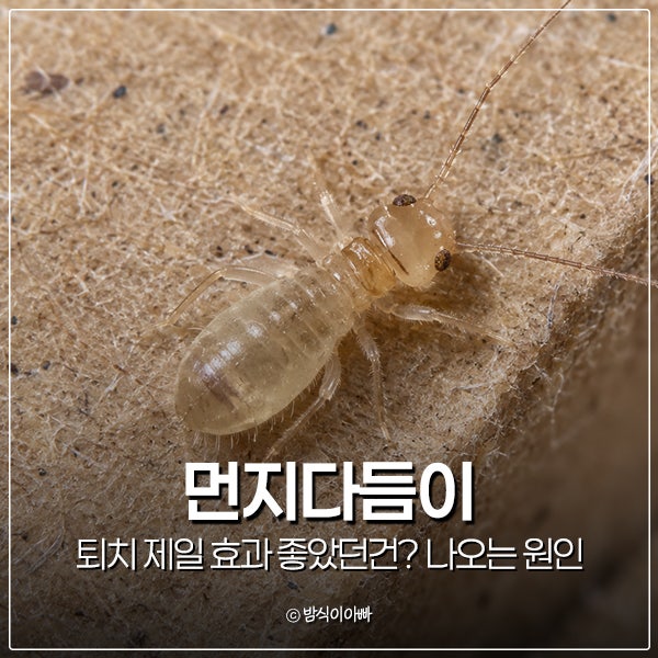먼지다듬이 퇴치 제일 효과 좋았던건? 나오는 원인