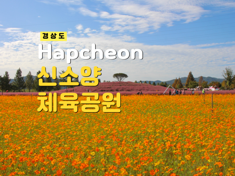 합천 신소양체육공원 "가을꽃 물결" 핑크뮬리 명소 실시간 만개! 주차 10월 가볼만한곳
