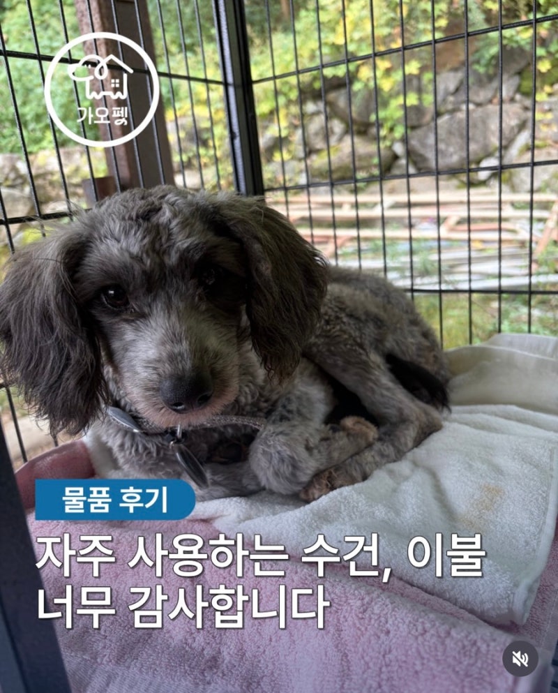 [후기] 유기견 보호소 헌 수건 기부하기(가오펫)