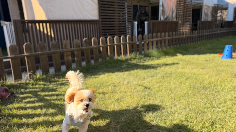 [강릉 여행] 강릉반려견동반 숙소 나인원 애견펜션 강문해변 경포해변 근처