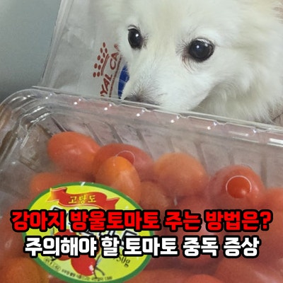 강아지 방울토마토 주는 방법은? 주의해야 할 토마토 중독 증상