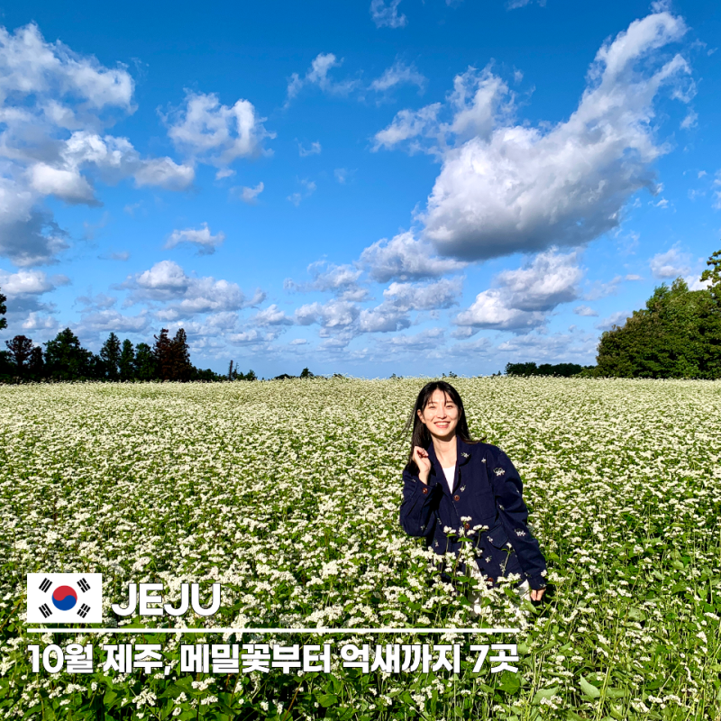 10월 제주도여행 가볼만한곳, 메밀꽃부터 억새까지 8년차 도민 추천 7곳