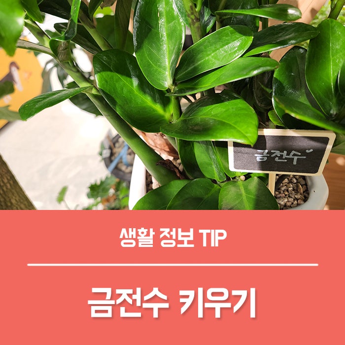 금전수 꽃 특징과 금전수 키우기 방법은?
