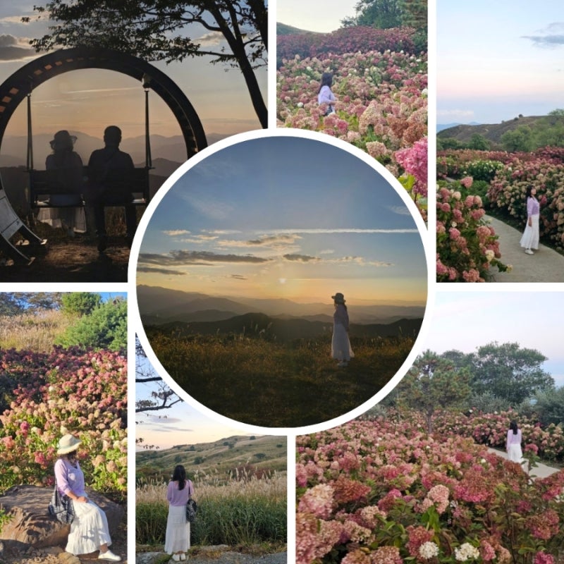합천 황매산(2026 10 4)유럽수국과 억새의 천국