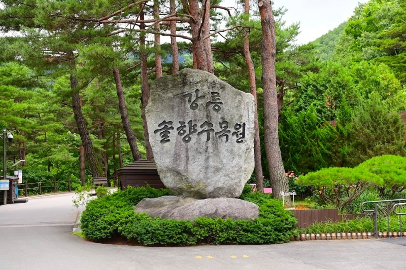 강원도 강릉 솔향수목원 코스 시간 애견동반 야간개장! 주차 카페