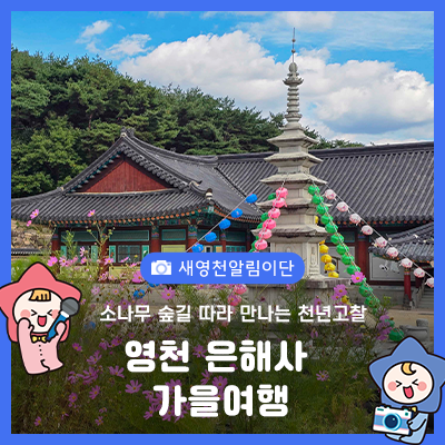 영천 은해사 가을여행 소나무 숲길 따라 만나는 천년고찰