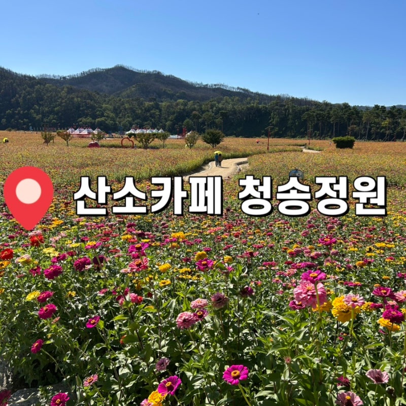[청송 가볼만한곳] 청송 산소카페 청송정원 백일홍이 활짝 핀 가을 여행지 추천 !