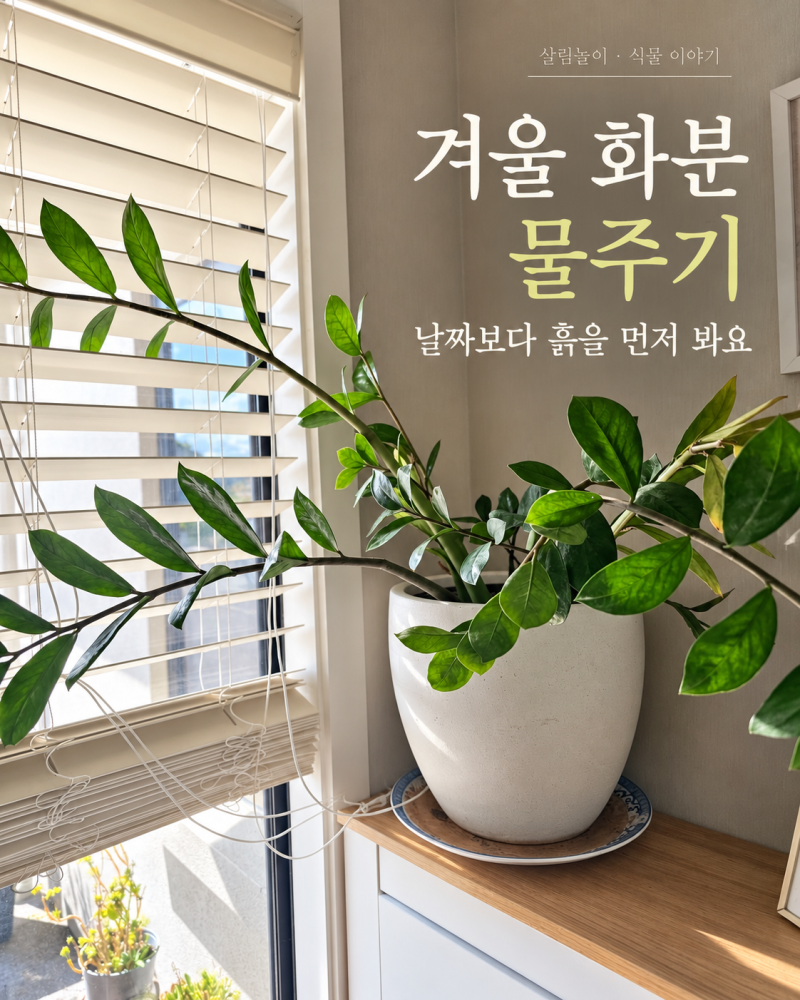 겨울철 화분 물주기, 제가 키우는 산세베리아·금전수·파키라 이야기