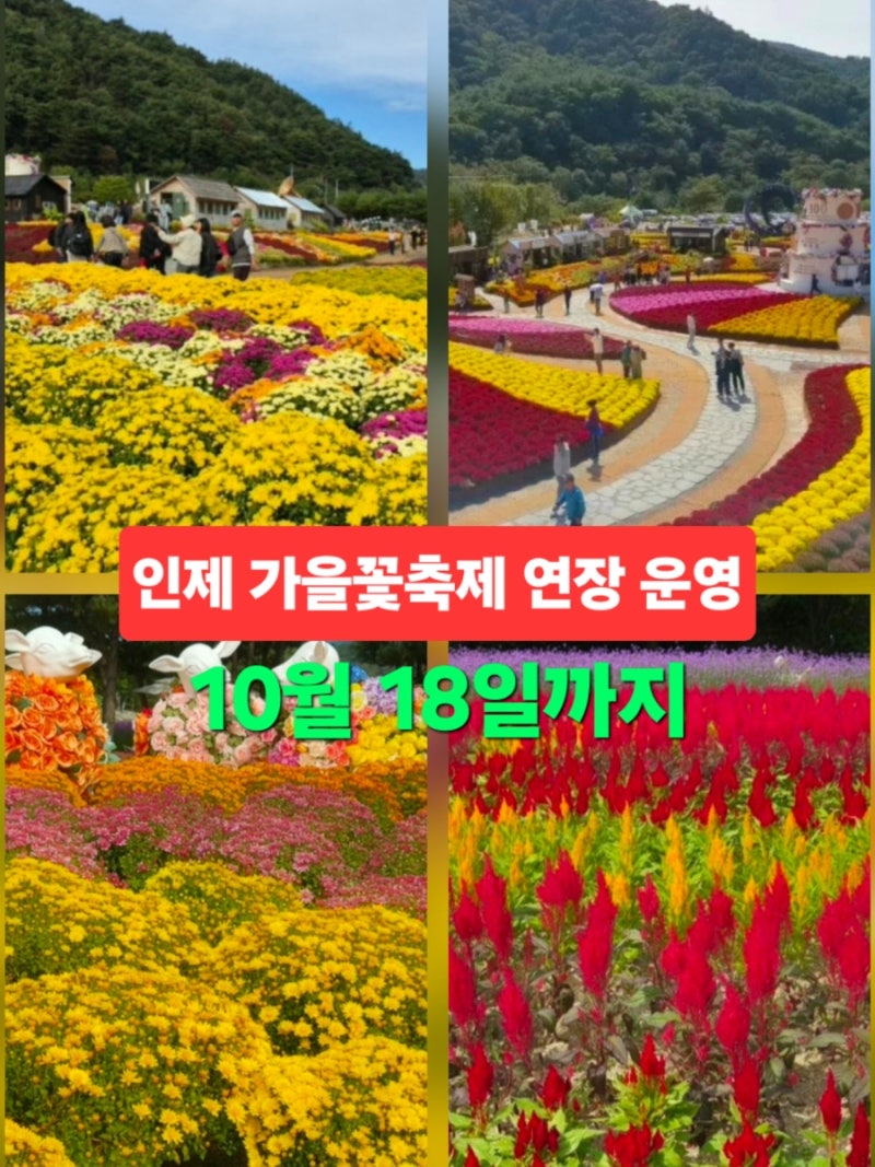 인제 가을꽃축제 10월 18일까지 연장 운영